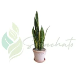 Snake Plant (Sansevieria) in California