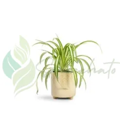 Spider Plant (Chlorophytum comosum) in California